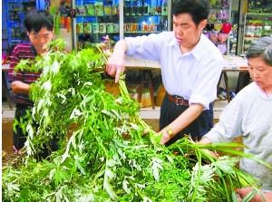 點擊將在新窗口查看全圖 艾葉養(yǎng)生妙法知多少